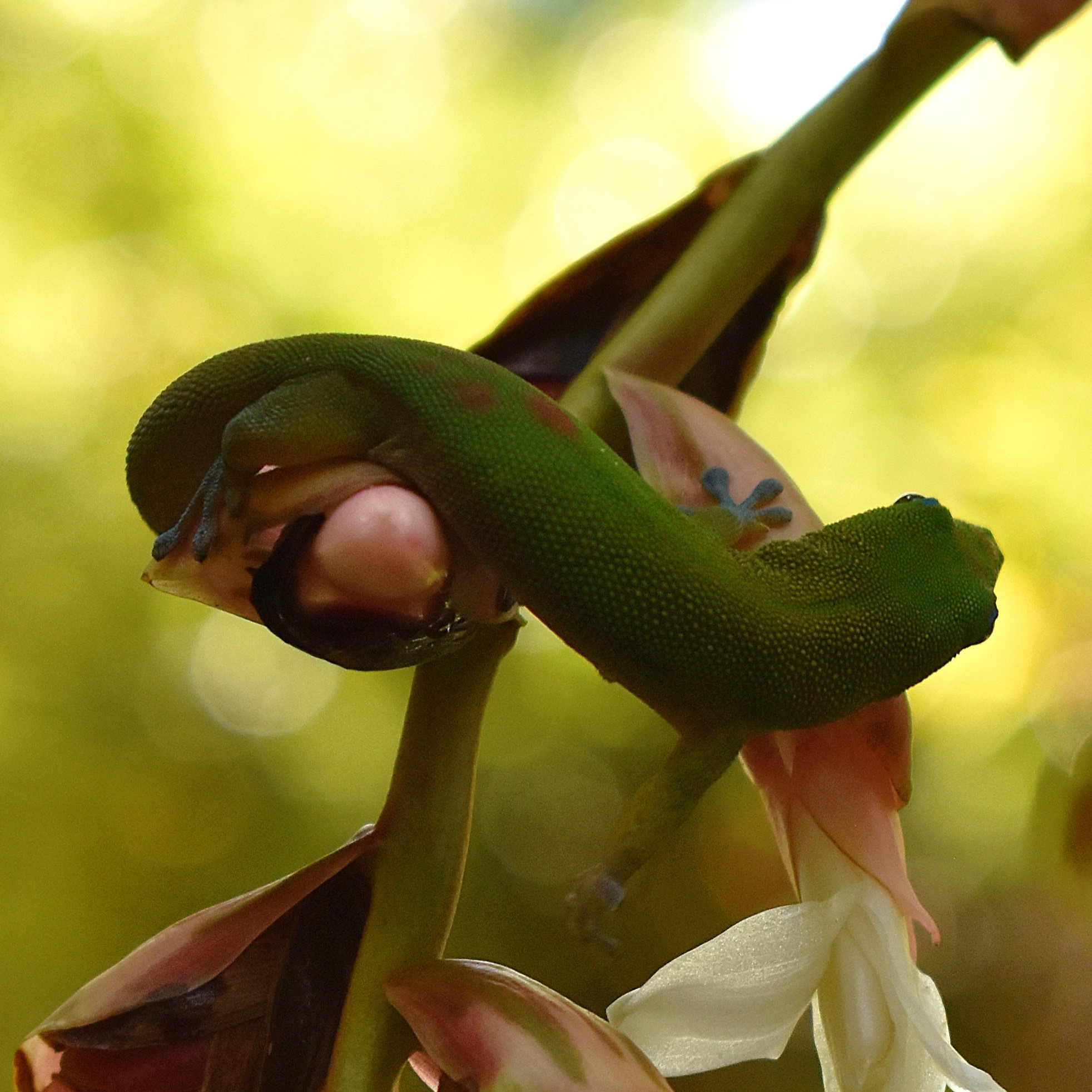Gecko